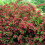 Weigela 'Bristol Ruby' Deciduous Hardy Compact Garden Shrub Plant | 9cm Pot 5