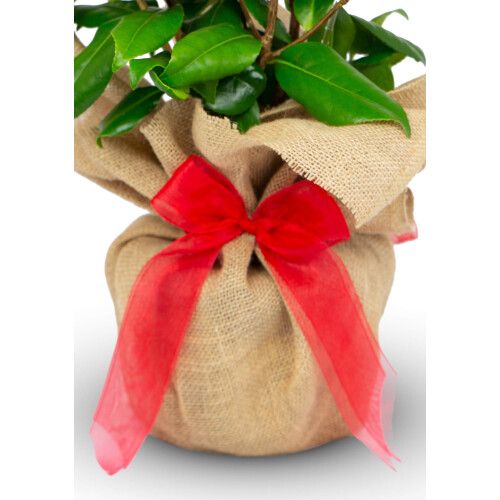 Ruby Wedding Gift Rose - 40th Wedding Anniversary Plant - Gift Wrapped with Our Huge Gift Bow 1