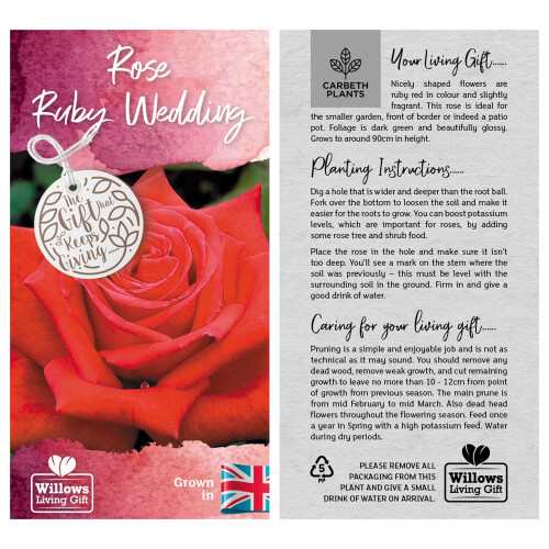 Ruby Wedding Gift Rose - 40th Wedding Anniversary Plant - Gift Wrapped with Our Huge Gift Bow 2