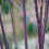 Cornus alba Kesselringii | Deciduous Flowering Shrub | 20-30cm (incl. Pot) 2