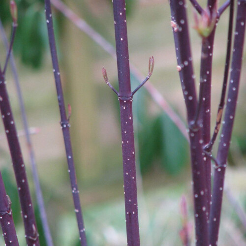 Cornus alba Kesselringii | Deciduous Flowering Shrub | 20-30cm (incl. Pot) 1
