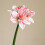 Τεχνητό λουλούδι Clivia Amaryllis 1 τεμάχιο Ψεύτικα ρεαλιστικά άνθη ύψους 25,19 ίντσες 5