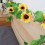 Charming Sunflower String Lights, Battery Operated for Versatile Decorative Use 4