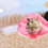 Sandbadewanne für Hamster, leicht zu reinigen 7