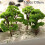 10PC 7/9cm Trees Model Garden Wargame Train Railway Architectural Scenery Layout 9cm 8