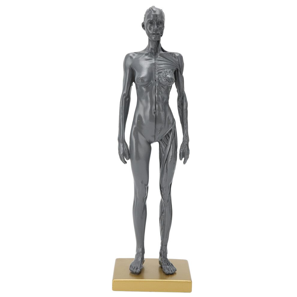 Detailed Carving Anatomical Anatomy Skull, High Quality Resin Female Model Realistic Model for Teaching and Medical Science, 30cm Medically Accurate