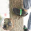 Tree Climbing Spikes for Hunting, Observation, and Fruit 2
