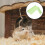 Σκάλα αναρρίχησης HEMOTON Hamster Supply ανοιχτό πράσινο 1