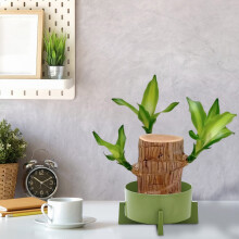 Wooden Hydroponic Basin for Brazilian Wood – Copper Money Grass Bonsai Bowl, Non-Porous Round Water Pot, Indoor Greenery Container, 3.37.1 in,