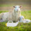 1Pc White Livestock Feeding Bottle Plastic Lamb Calf Nursing Tool 5
