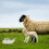 1Pc White Livestock Feeding Bottle Plastic Lamb Calf Nursing Tool 6