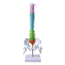 45cm Removable Human Spine Model Spinal Column Vertebral Lumbar Curve Anatomical