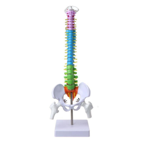 Human Spine Model Anatomical 45 cm