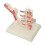 Osteoporosis Vertebral Model for Educational Purpose Realistic Durable Plastic 1