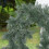 Decoração de Natal em rattan artificial para casa e jardim, 180 cm/70,8 polegadas. 5