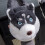Χειμερινές βελούδινες παντόφλες Husky, κλειστά δάχτυλα, αντιολισθητικές, ασαφείς, 8