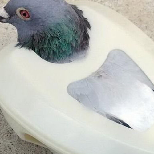 6Pièces Fixeurs En PP Pour Pigeons Alimentation Injection 2