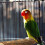 Speeltje En Vogelplatform Huis 3