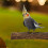 Speeltje En Vogelplatform Huis 7