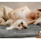 Asolla Self-Warming Cat Bed Medium Brown 2