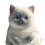 Cat Taba Squishy Sensoriske Stressbolde, Søde Simulerede Katte Klem Fidget Legetøj til Angst og Afslapning 3