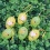 Easter Eggs Assorted Colors 6 Pcs 8