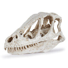 Desktop Decor Dinosaur Skull Model Resin Dinosaur Skull Model Simulated Animal Skeleton Home Decor Teaching Prop