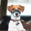 Polyester Pet Muzzle Green 1Pcs S 4