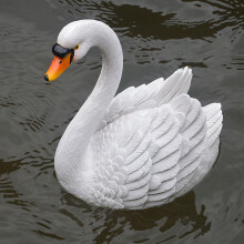 Opruiming! Dierenornament: zwaan, wit hars