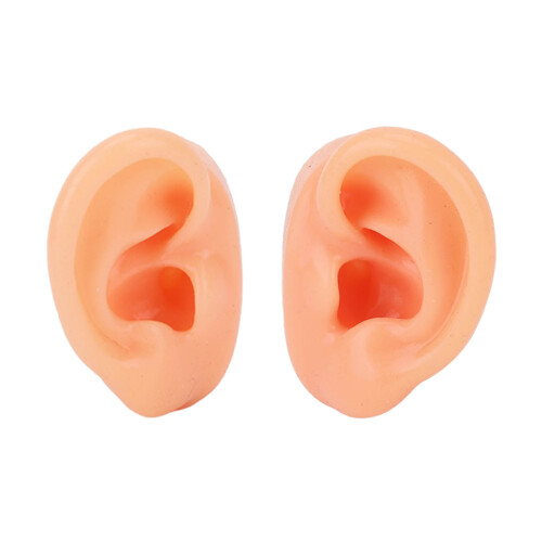Teaching Ear Model,Human Both Ear Model,Silicone Ear Model Human Artificial Ear Display For IEM Earphones Display Lecturing 1