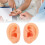 Teaching Ear Model,Human Both Ear Model,Silicone Ear Model Human Artificial Ear Display For IEM Earphones Display Lecturing 5