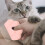 2Pièces Peignes Rose En ABS Chat Pour Élimination Douce Poils 4