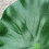 10Pièces De Lotus Simulées Vertes Pour Déco Étang Aquarium 4