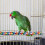 2Pcs Parrot Rope Perch Climbing and Chewing Bird Toy 3