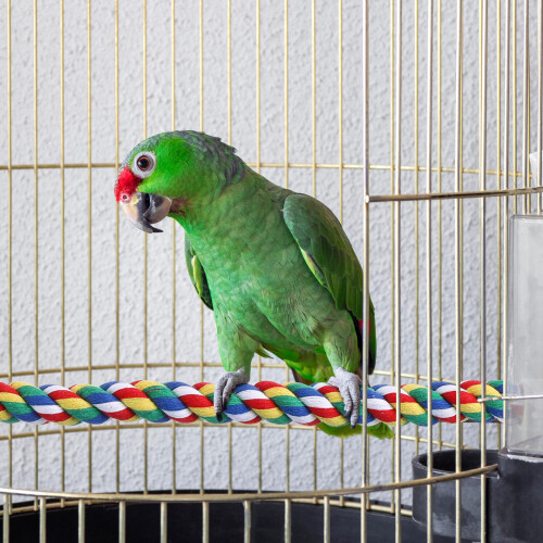 2Pcs Parrot Rope Perch Climbing and Chewing Bird Toy 2