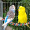 2Pcs Parrot Rope Perch Climbing and Chewing Bird Toy 4