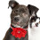 5Pcs Red Plush Dog Collar Adjustable Rhinestone Decorative Pet Collar 3