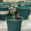 100Pcs Plastic Black Fertilizer Holders for Orchids and Small Plants 9