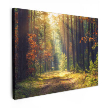 (Forest path, 31"x24") Framed Canvas Wall Art