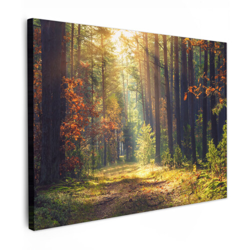 (Forest path, 31"x24") Framed Canvas Wall Art