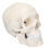 Εκπαιδευτικό εργαλείο για την ανθρώπινη ανατομία, ανθρώπινο κρανίο σε φυσικό 4