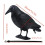 Crow Decoy Plastic Full-Body Black with Stake 8
