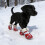 Dog Boots Waterproof Skidproof Warm Protective 4 Pcs 7