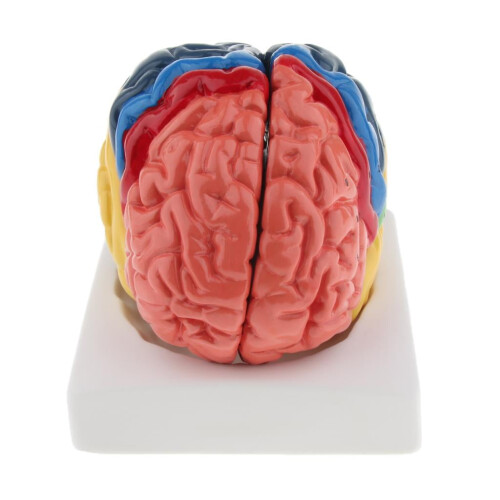 Model with Colored and Labeled Regions - 2-Part Brain Includes Base 1