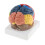 Brain Model with Colored Labeled Regions 2-Part with Base 6