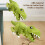 Dinosaurbilsett med 6 pull-back-biler og transportbil – Bursdagsgave til gutter 3-5+, under $5 4