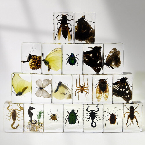 Resin-Encased Insect Specimen for Education 1