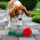 Rose-Shaped Squeaky Crinkle Dog Toy 1 Pack 5