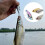 Δολώματα Γλυκού Νερού Πλήρης Κολύμβηση Layer Tilted Perch και Mandarin Fish Bai 2