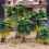 Diorama Trees for Rainforest Miniatures 15PCS 4